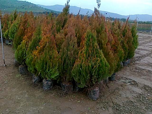 Altuni Piramit Mazı